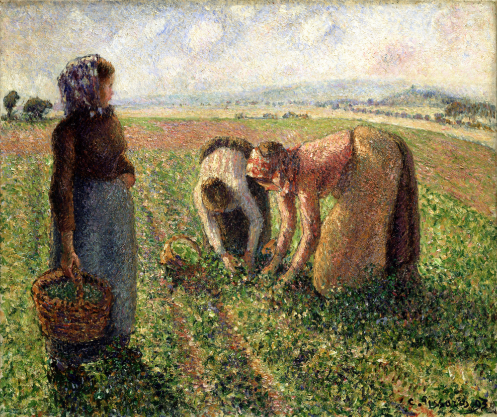 Camille Pissarro, «Die Erbsenernte, Eragny», 1893, Öl auf Leinwand, 46,2 × 55,1 cm, Museum Langmatt